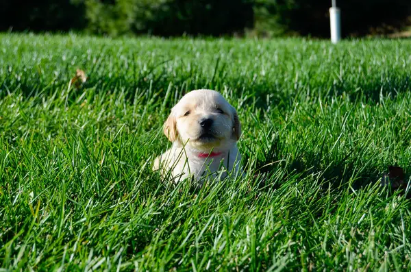 Golden retriever köpeği çimlerde