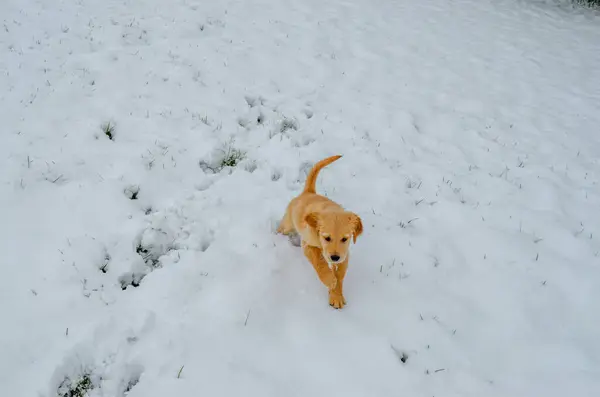 Labrador av köpeği karda oynuyor, kış günü..