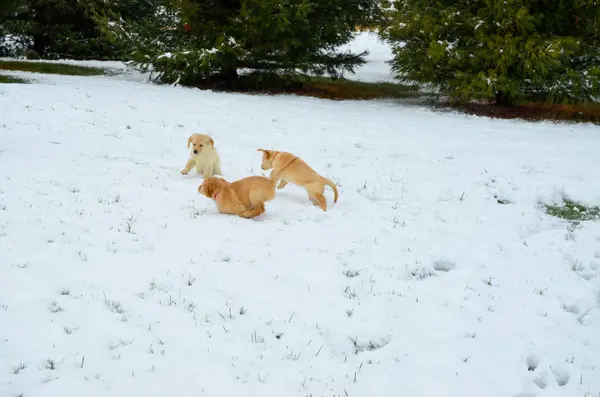 İki köpek karda oynuyor, karda oynuyorlar.