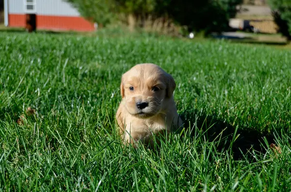 Şirin labrador köpek yavrusu çimlerde