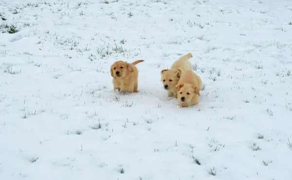 Sevimli köpek içinde belgili tanımlık kar