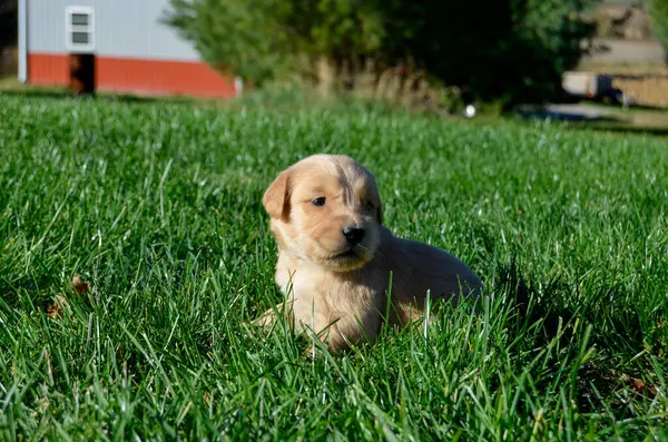 Golden retriever köpeği bahçedeki çimlerde oturuyor.