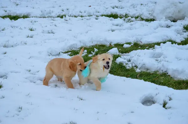 Karda oynayan iki köpek.