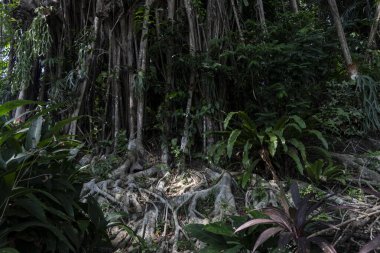 Kalın yeşil yapraklar ve eğreltiotlarıyla çevrili, sallanan kökleriyle ormanda büyük bir ağaç..