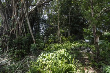 Toprak zeminde yaprakların ve ağaçların gölgelerinin olduğu soyut bir arka plan. Gölgeler kahverengi ve gridir. Pankart, arkaplan veya 3B haritalama için doku