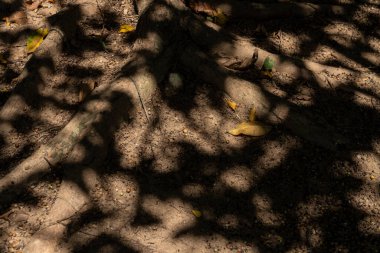 Abstract background with shadows of leaves and trees on a dirt floor. Shadows are brown and gray .Background for banner, backdrop or texture for 3D mapping