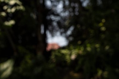 Yeşil ağaçlar ve yapraklar ve doğal ışık ile bulanık efektler. Odak ağacı fotoğrafından. Koyu kahverengi zemin küçük dallar ve etrafında gölgeler olan kuru yapraklarla kaplı.