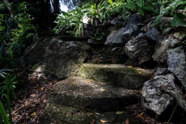 Etrafı yosun ve yeşil bitkilerle çevrili taş merdivenler. Güneş ışığı bazı basamaklardan parlayarak doğal bir atmosfer yaratır..