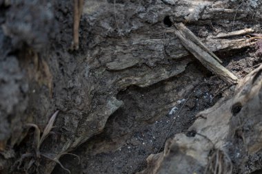 Toprak desenli, büyük ve çürük bir ağaca yakın. Küçük dallarla kaplı koyu kahverengi zemin ve etrafında gölgeler olan kuru yapraklar.