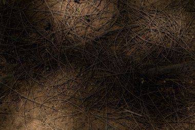 Toprak desenli, büyük ve çürük bir ağaca yakın. Küçük dallarla kaplı koyu kahverengi zemin ve etrafında gölgeler olan kuru yapraklar.