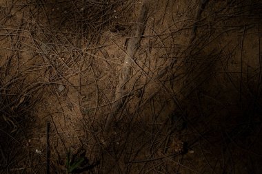 Küçük dallarla kaplı koyu kahverengi zemin ve etrafında gölgeler olan kuru yapraklar. Pankartın arka planı. 3d haritalama için arkaplan veya doku