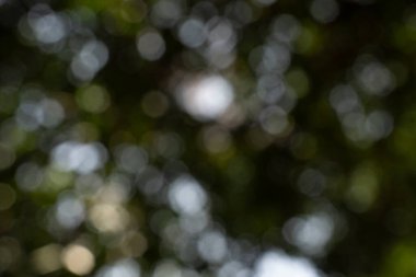 Küçük dallarla kaplı koyu kahverengi zemin ve etrafında gölgeler olan kuru yapraklar. Pankartın arka planı. 3d haritalama için arkaplan veya doku