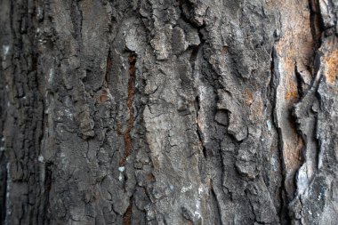 Eski ağaç kabuğunun soyut yüzeyine yakın plan. 3B haritalama için pankart, arkaplan veya dokular için arkaplan
