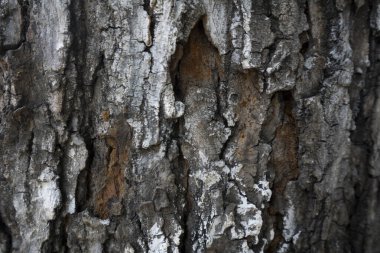Eski ağaç kabuğunun soyut yüzeyine yakın plan. 3B haritalama için pankart, arkaplan veya dokular için arkaplan