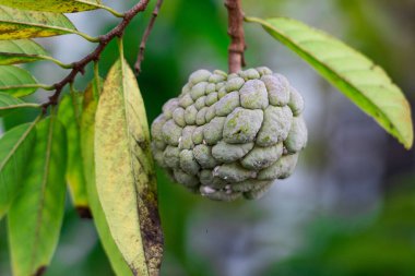 Custard apple, sugar apple , Annona squamosa Linn on tree. clipart