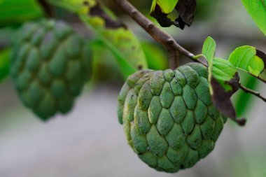 Kremalı elma, elma şekeri, ağaçta Annona squamosa Linn.