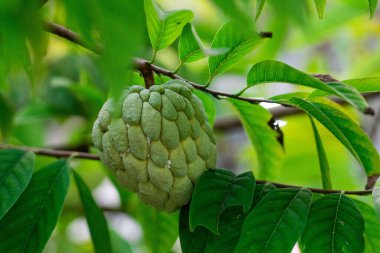 Kremalı elma, elma şekeri, ağaçta Annona squamosa Linn.