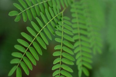 Mimosa Pudica 'nın yakın çekim yeşil yaprakları, Hassas bitki, Uyuyan Çim veya Yeşil doğa bulanık arka planlı Shameplant.