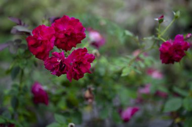 Bahçedeki kırmızı güller