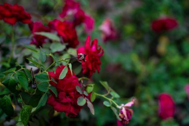 Bahçedeki kırmızı güller