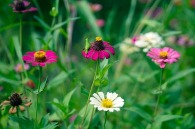 Green grasshoppers landed on zinnia flowers clipart