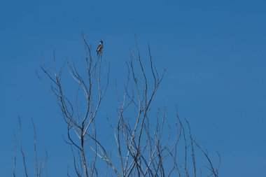 Bir kuş bir ağacın dalına tünemiştir. Gökyüzü mavi ve berrak.