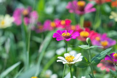 Renkli bir Zinnia çiçeği çalısı.