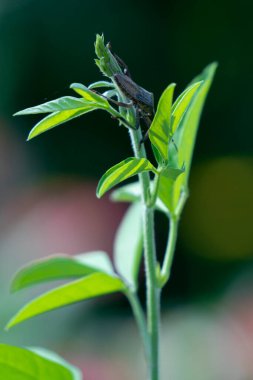 Renkli bir Zinnia çiçeği çalısı.