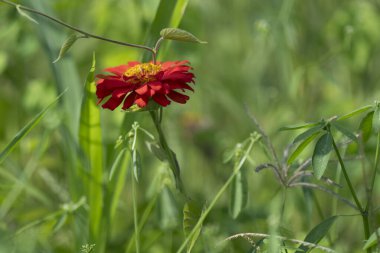 Renkli bir Zinnia çiçeği çalısı.