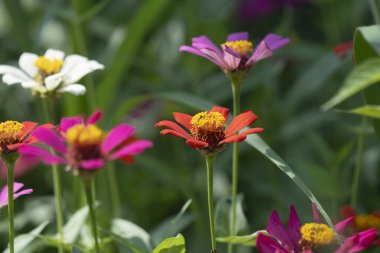 A shrub of colorful Zinnia flower. clipart