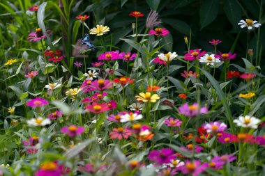 Gölette nilüfer meyvesi ve yeşil yapraklar.