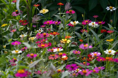 Gölette nilüfer meyvesi ve yeşil yapraklar.