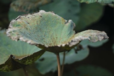 Eski ve hasarlı nilüfer yaprakları, yırtılmış ve deliklerle. Kırık yapraklar lotus.