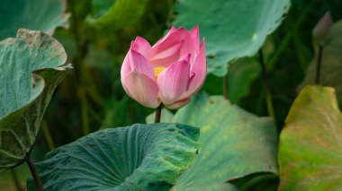 Güzel pembe nilüfer çiçeğinin ve göletteki yeşil yaprakların yakın çekimi. Pembe nilüferler -nemfomanya- gölde çiçek açıyor..