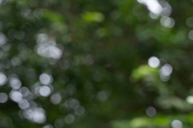 Bokeh yaprağı arka planı, doğal ve sakin bir izlenim veriyor. Soyut Doğa Arkaplanı. Duvar kağıdı için yeşil yaprak fotoğrafı