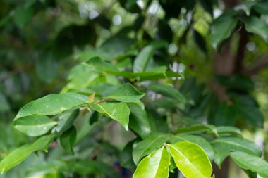 Küçük dallar ve bokeh yapraklı taze yeşil yapraklar doğal ve sakin bir izlenim veriyor. Soyut Doğa Arkaplanı. Duvar kağıdı için yeşil yaprak fotoğrafı