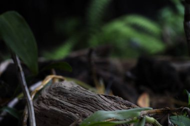 Kahverengi renkli kavisli ahşap doku. Arka plan bulanık, yapraklar ve bitkilerden biraz yeşil. Ağaç köklerinin kapatılması ve bulanık arkaplan