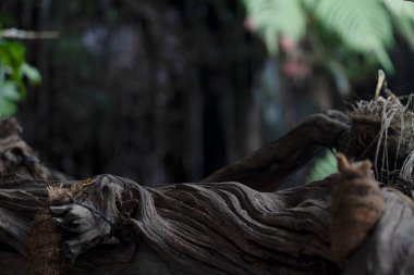 Kahverengi renkli kavisli ahşap doku. Arka plan bulanık, yapraklar ve bitkilerden biraz yeşil. Ağaç köklerinin kapatılması ve bulanık arkaplan