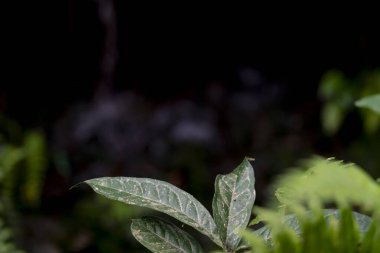 Duvar kağıdı için yeşil yaprak fotoğrafı. Soyut Doğa Arkaplanı