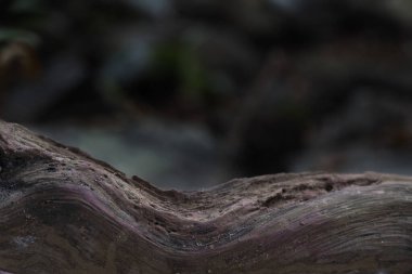 Kahverengi renkli kavisli ahşap doku. Arka plan bulanık, yapraklar ve bitkilerden biraz yeşil. Ağaç köklerinin kapatılması ve bulanık arkaplan