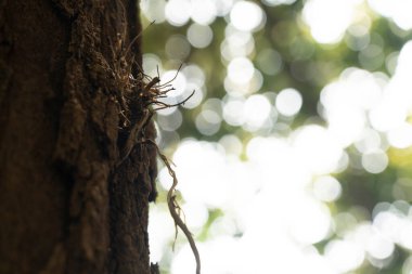 Bokeh yeşili arka planı olan bir ağaç gövdesi. Arkaplanı bulanık bir ağacın dokusu.