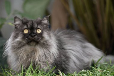 Gri İran Angorası 'nın portresi yeşil çimlere dikkatle bakan erkek kediyi karıştırıyor.