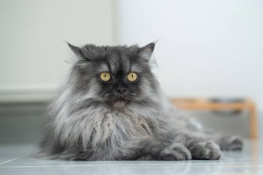 Gri renkli pofuduk bir kedi, parlak sarı gözler, ve anlamlı bir yüz, minimalist bir arka plan ile rastgele yerde yatıyor.