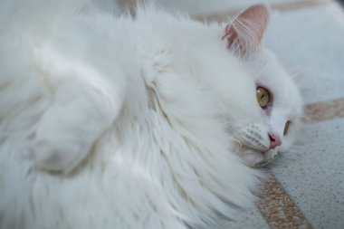 a white cat lying on the floor. The cat has golden yellow eyes and a pink nose, with a calm and gentle expression. clipart