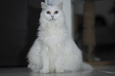 Büyük sarı gözlü Türk beyaz angora kedisi, ciddi bir ifade ve koyu arkaplan ile kameraya doğru dik oturuyor..