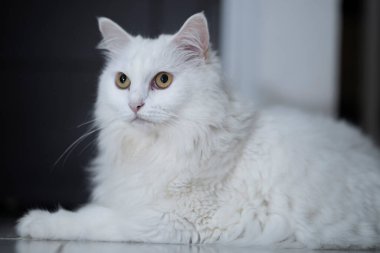 White Turkish Angora cat in the living room lying on the floor with a serious expression clipart