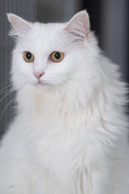 White Turkish Angora cat in the living room lying on the floor with a serious expression clipart