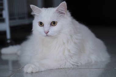 Beyaz Türk Angora kedisi oturma odasında yerde yatıyor ve yüzünde ciddi bir ifade var.