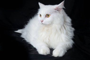 Güzel pofuduk beyaz angora kedisi rahat, siyah arka planda izole bir şekilde oturuyor.