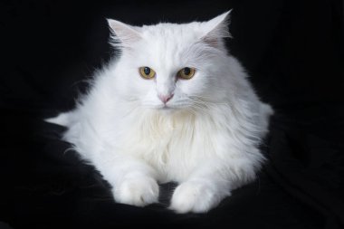 Güzel pofuduk beyaz angora kedisi rahat, siyah arka planda izole bir şekilde oturuyor.